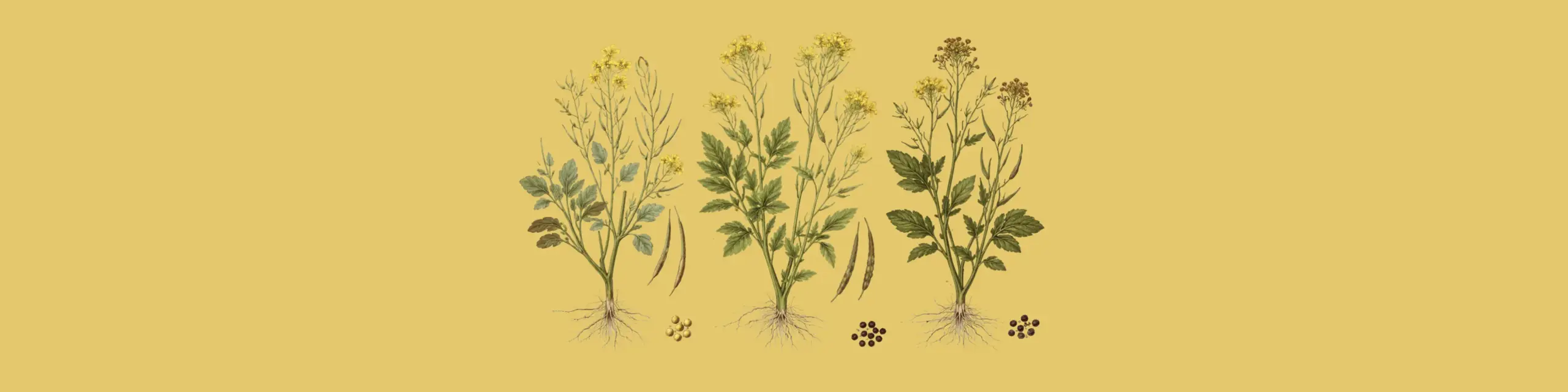 Senfpflanzen, weißer, brauner, schwarzer Senf, im Stil einer Illustration in einem Buch über Botanik.